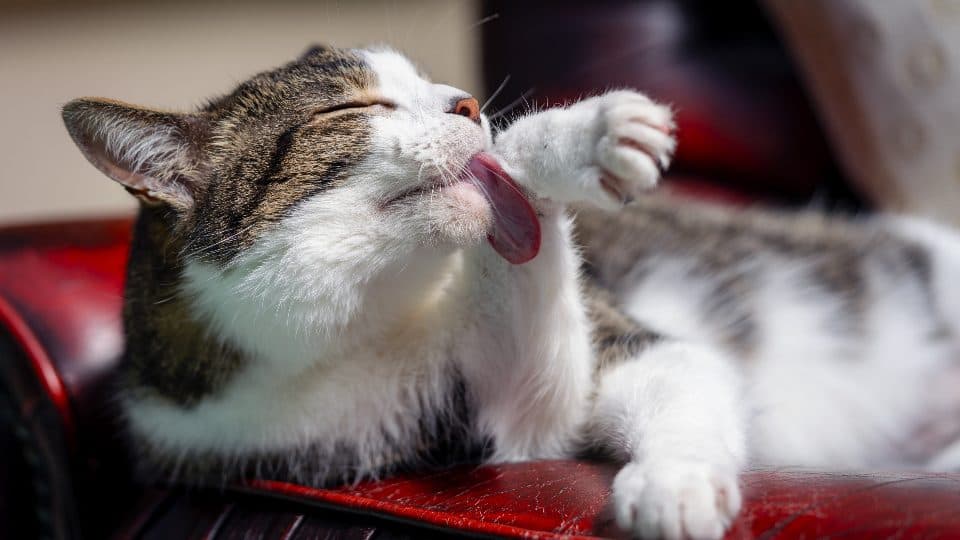 A tabby cat licking its paw