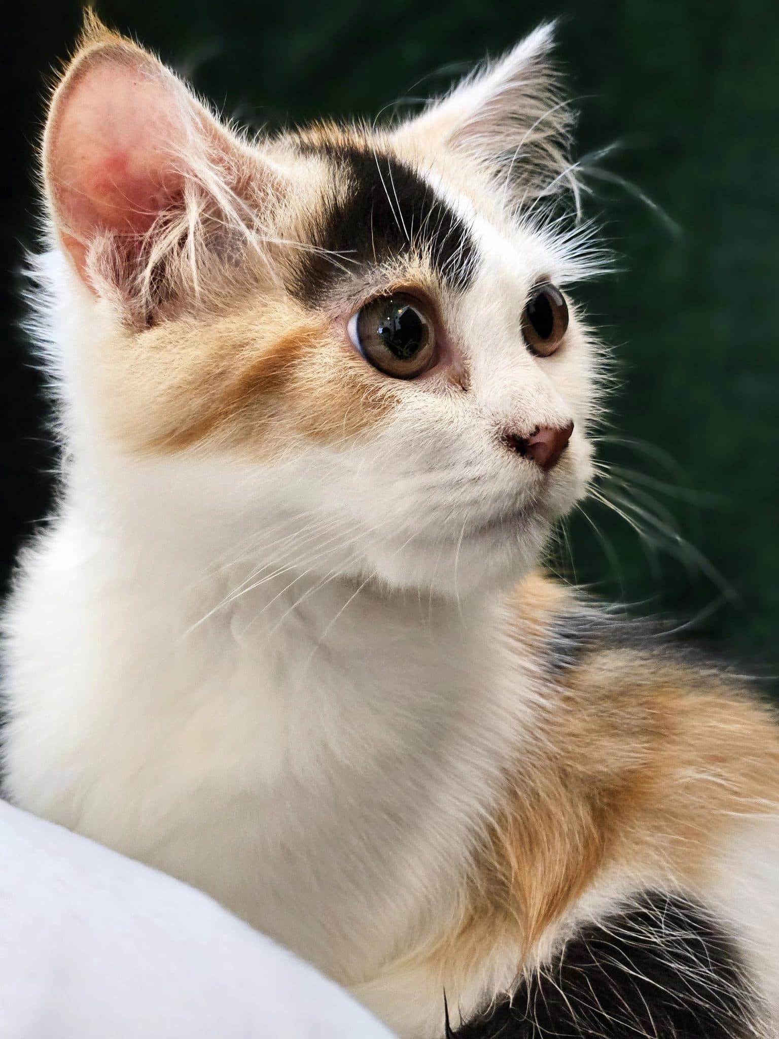 A calico kitten with its ears pricked up