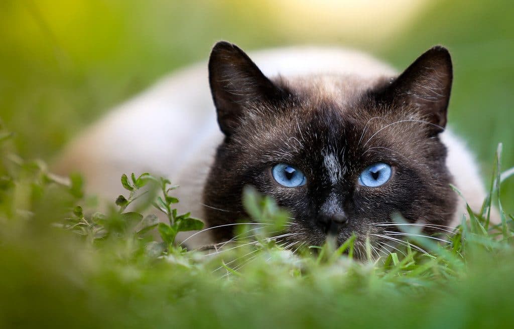 A Siamese cat with bright blue eyes, lying in the grass