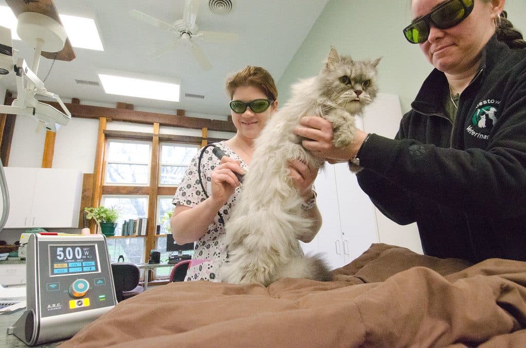 Veterinary staff holding a long-haired cat during treatment