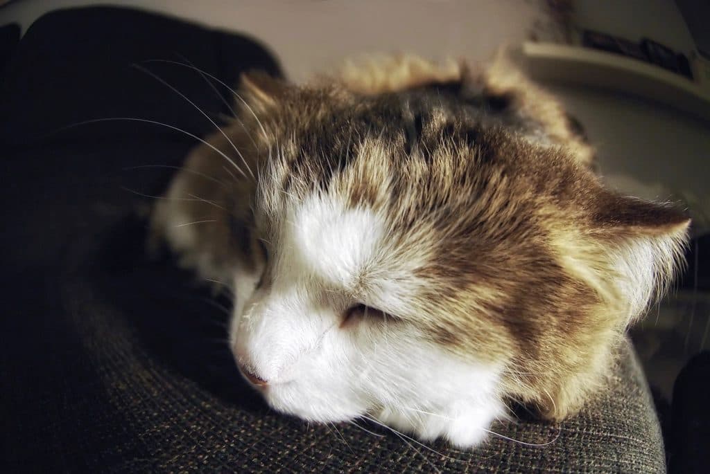 A drowsy calico cat curled up, resting