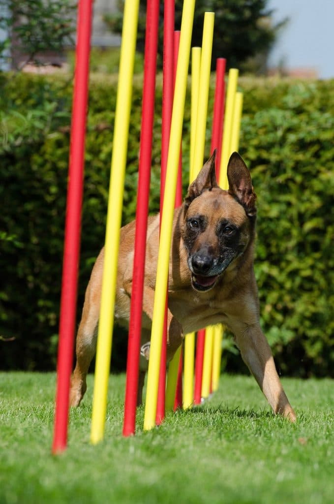 A dog weaving through agility poles