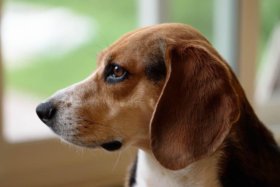 A beagle in profile, showing its long floppy ear