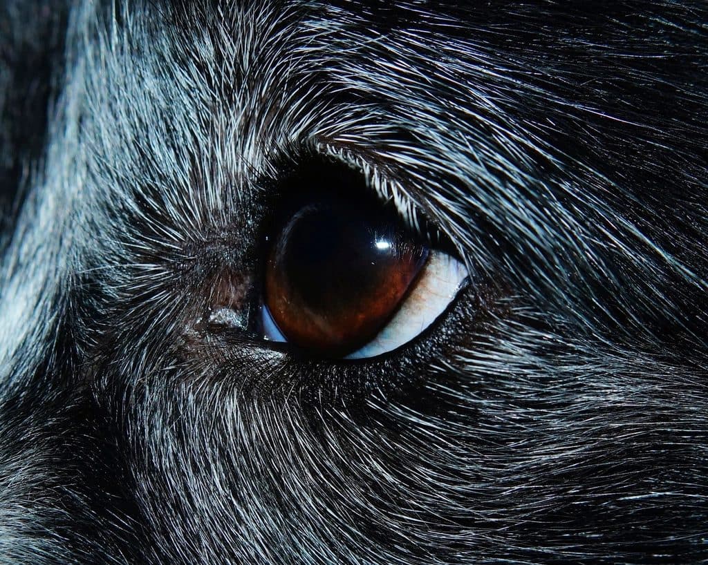 Close-up of a dog's brown eye