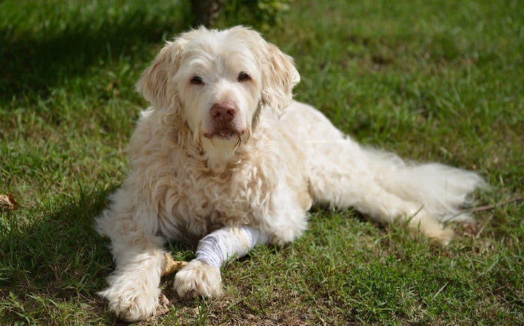 A white dog lying on the grass with a bandaged front leg