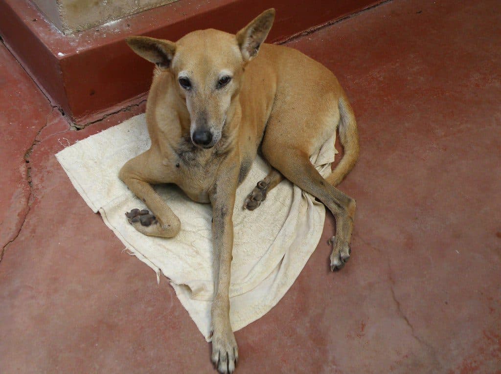 An older dog resting on a towel