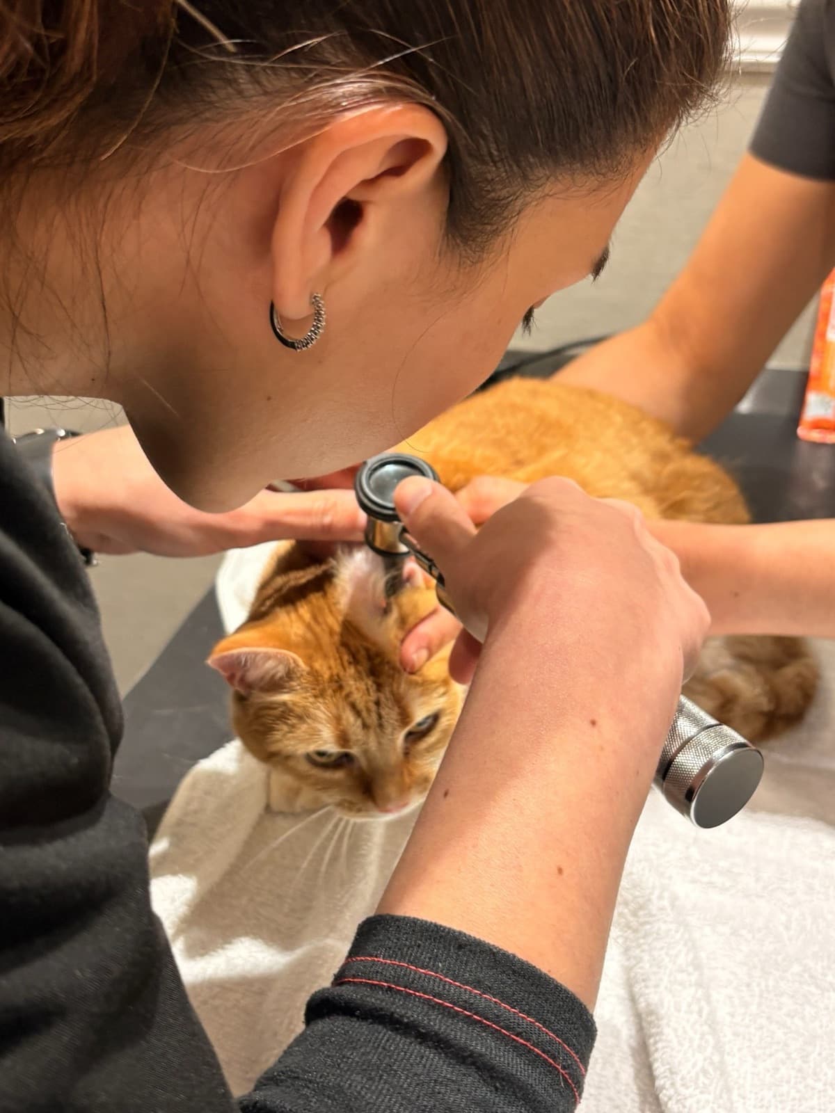 A veterinarian examining a ginger cat's ear