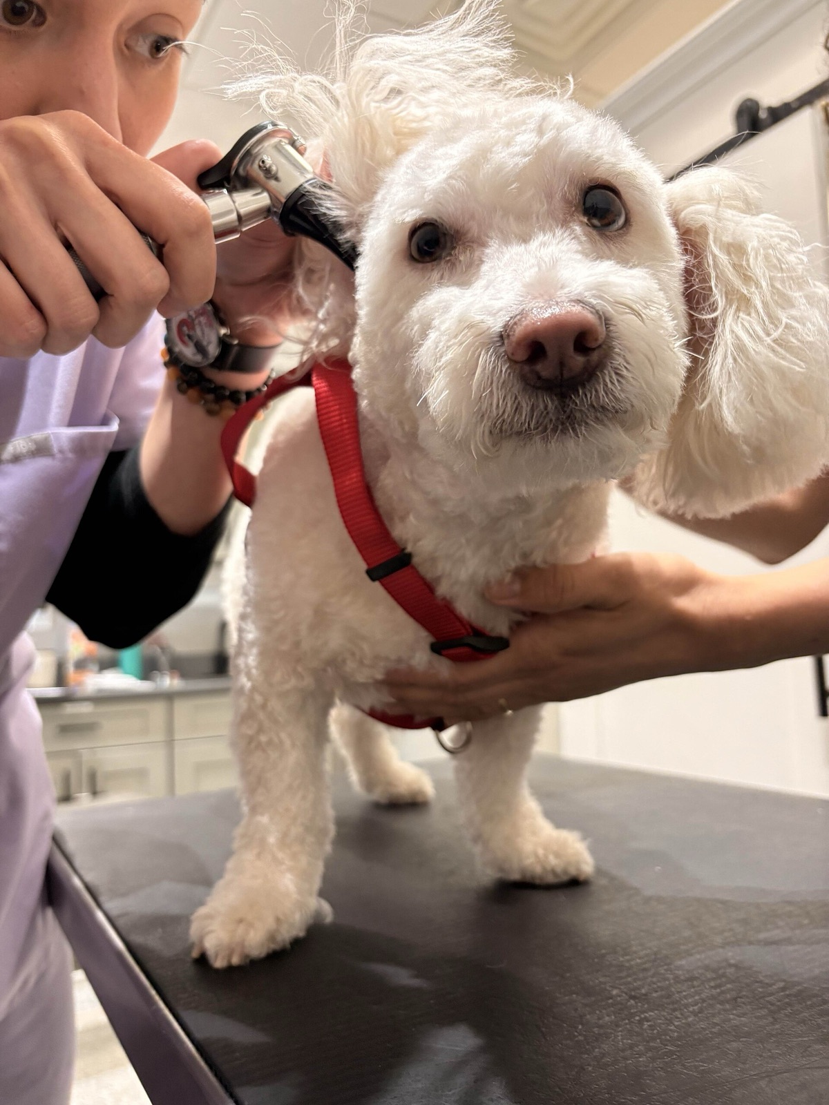 A veterinarian examining a small white dog during a checkup